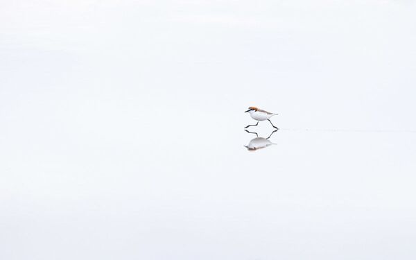 Снимок ON THE RUN австралийского фотографа Georgina Steytler, победивший в категории Best Portfolio фотоконкурса Bird Photographer of the Year 2020 - Sputnik Казахстан