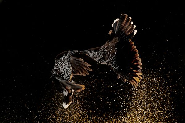 Снимок NUTCRACKERS FIGHTING IN THE SNOW нидерландского фотографа Roelof Molenaar, победивший в категории Bird Behaviour фотоконкурса Bird Photographer of the Year 2020 - Sputnik Казахстан