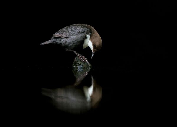 Снимок A DIPPER IN THE MIRROR норвежского фотографа Terje Kolaas, занявший 3-е место в категории Best Portrait фотоконкурса Bird Photographer of the Year 2020 - Sputnik Казахстан