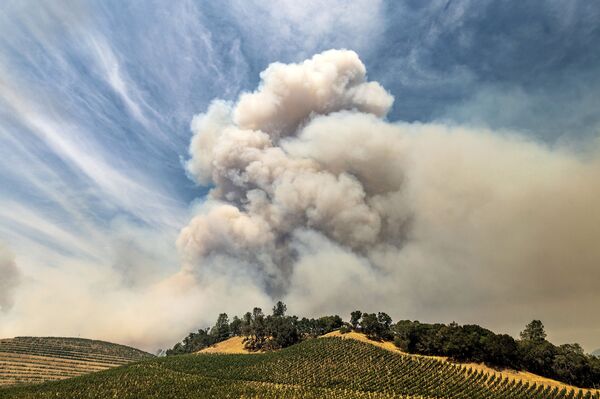 Дым от лесных пожаров над виноградником в округе Напа, Калифорния - Sputnik Казахстан