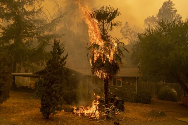Горящая пальма на у дома во время лесных пожаров в округе Напа в Калифорнии - Sputnik Казахстан