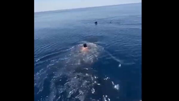 Покатай меня, китовая акула: добродушный гигант играет с пловцом  - Sputnik Казахстан