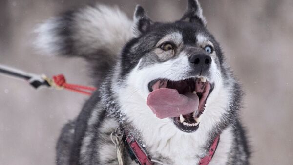 Собака породы хаски, архивное фото - Sputnik Казахстан