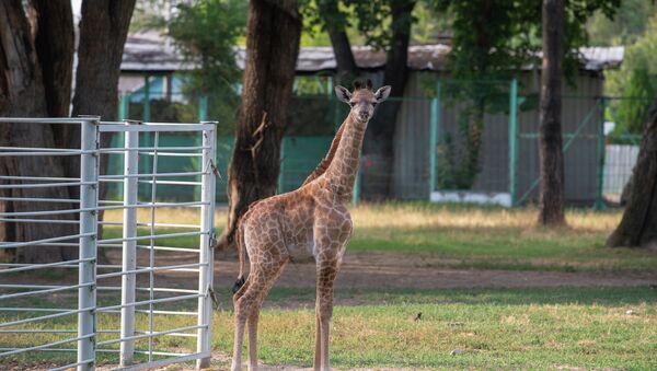 Длинношеий малыш родился у жирафов алматинского зоопарка Хана и Сулу  - Sputnik Казахстан