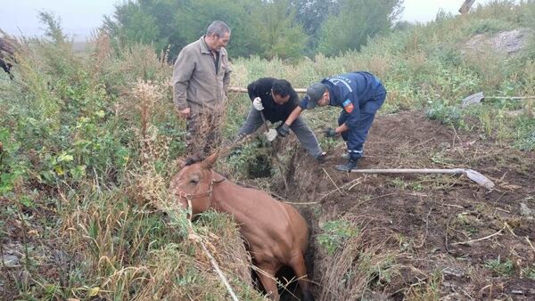 Спасение лошади в Восточном Казахстане - Sputnik Казахстан