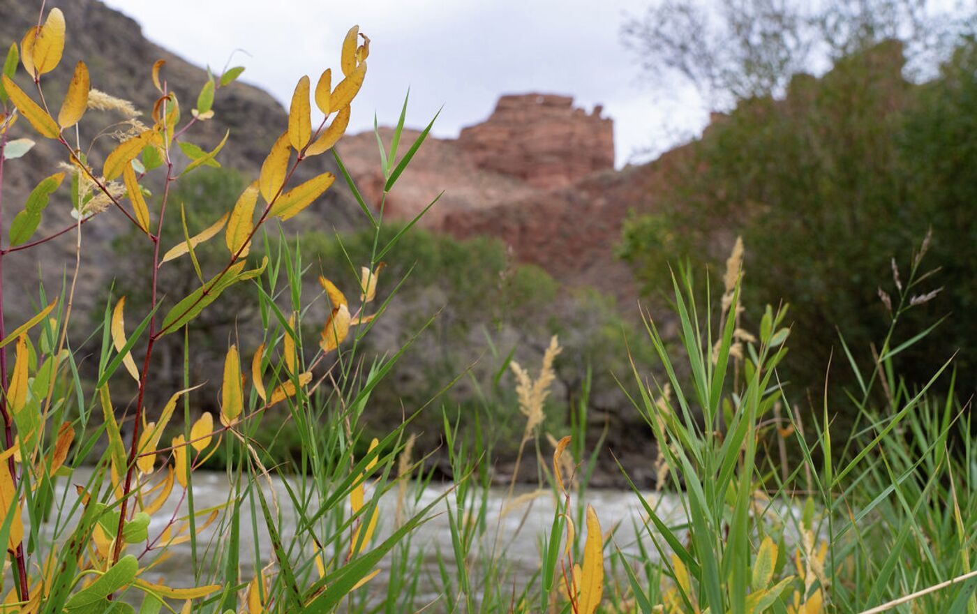 Жалаңаш Джулия тамыз