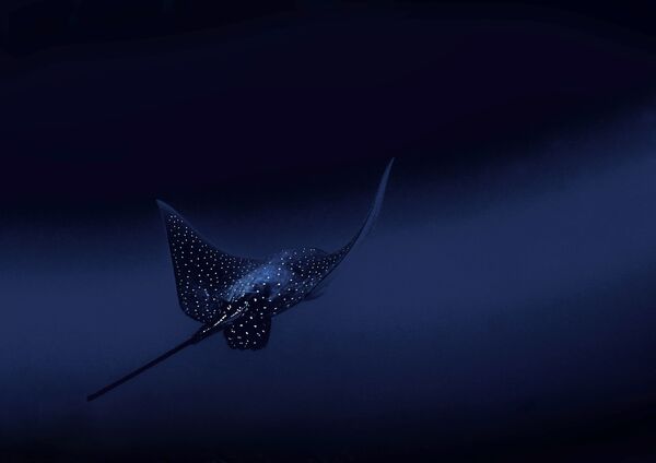 Снимок Spotted eagle ray фотографа Francesca Page, ставший победителем в категории Nature конкурса National Geographic Traveller Photography Competition 2020 - Sputnik Казахстан