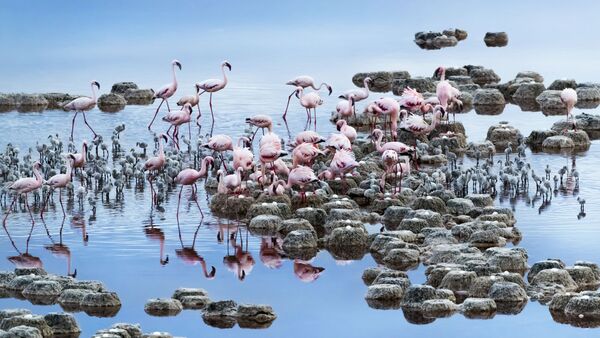 Снимок Flamingos фотографа Tony Zhang, ставший финалистом в категории NATURE конкурса National Geographic Traveller Photography Competition 2020 - Sputnik Казахстан
