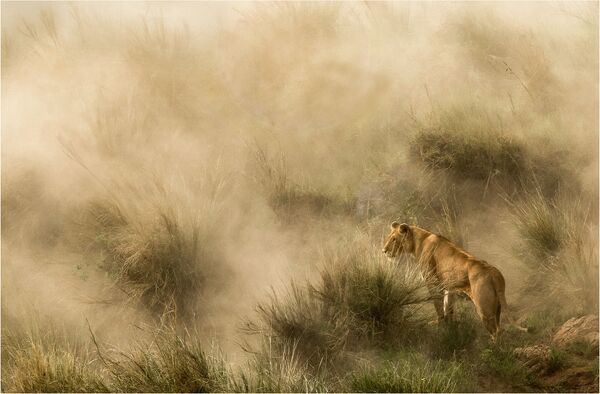 Снимок Lioness in a sandstorm фотографа Diana Knight, ставший финалистом в категории NATURE конкурса National Geographic Traveller Photography Competition 2020 - Sputnik Казахстан