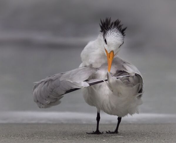 Сн имок Tern tuning its wings фотографа Danielle D'Ermo, ставший финалистом конкурса 2020 The Comedy Wildlife Photography Awards - Sputnik Казахстан