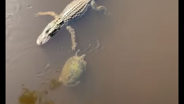 Дай пять: черепаха здоровается с аллигатором - забавное видео - Sputnik Казахстан