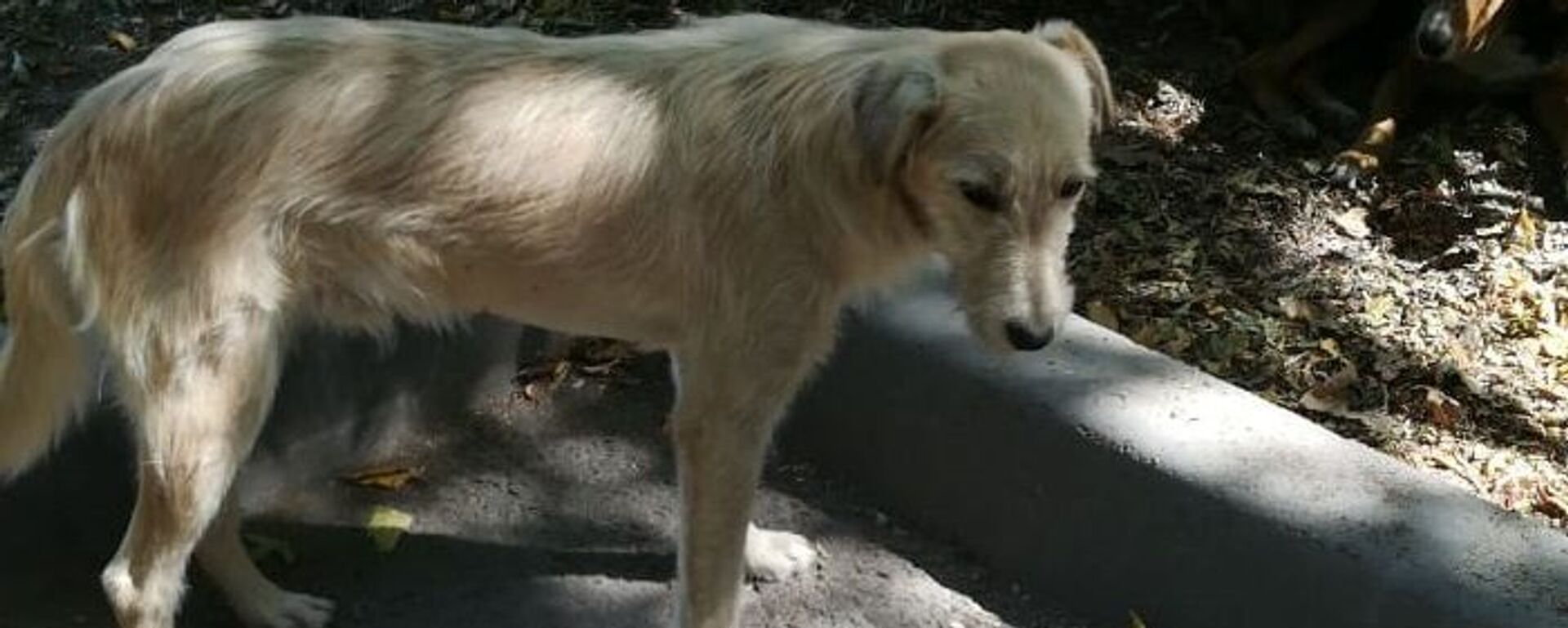 Ит - Sputnik Қазақстан, 1920, 22.12.2020