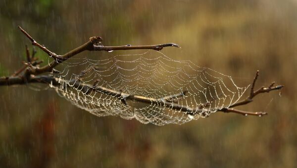 Паутина под дождем, иллюстративное фото - Sputnik Казахстан