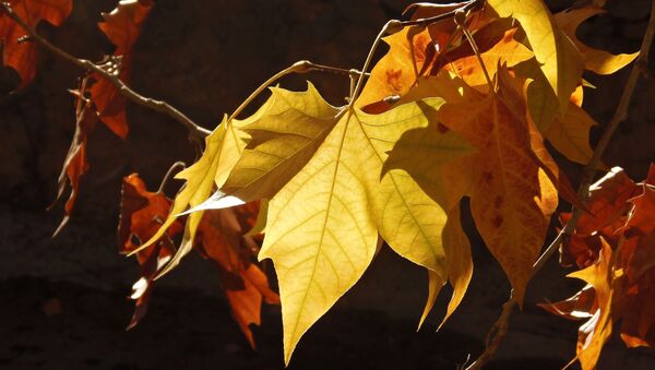 Осенние листья, иллюстративное фото - Sputnik Казахстан