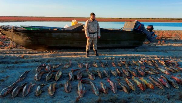 Браконьеры выловили десятки осетровых рыб - Sputnik Казахстан