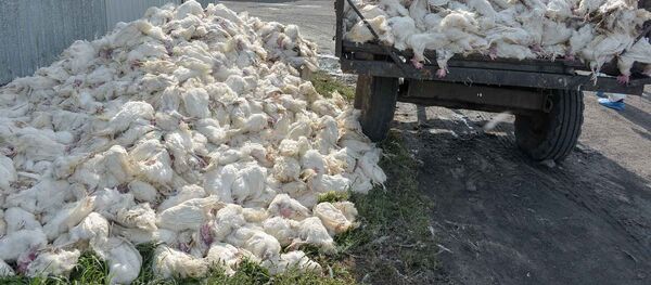 В Северо- Казахстанской области продолжает свирепствовать птичий грипп: падеж птицы дошел и до птицефабрик региона В Северо- Казахстанской области продолжает свирепствовать птичий грипп: падеж птицы дошел и до птицефабрик региона - Sputnik Казахстан