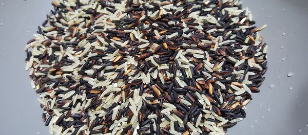 Рис - Sputnik Казахстан