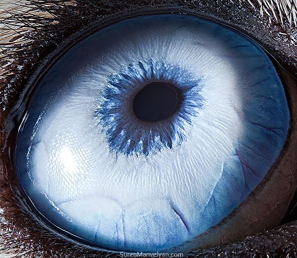 Макроснимок глаза собаки породы хаски фотографа Suren Manvelyan - Sputnik Қазақстан