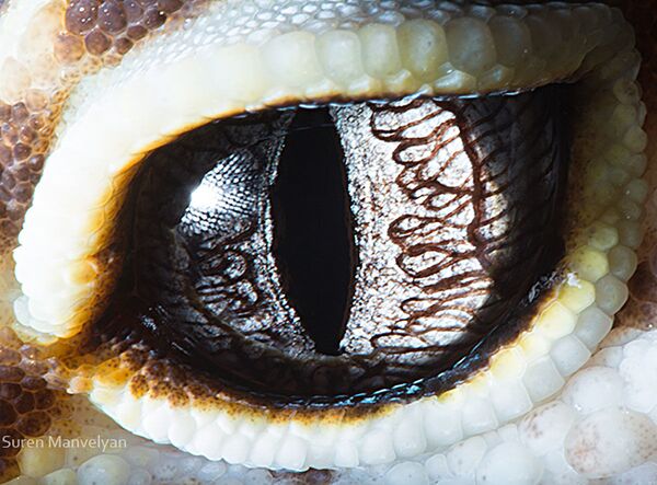 Макроснимок глаза ящерицы рода Эублефары фотографа Suren Manvelyan - Sputnik Казахстан