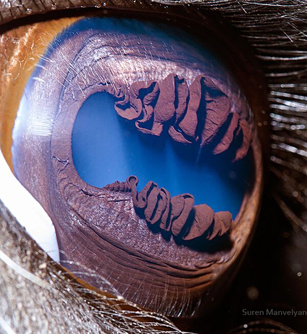 Макроснимок глаза ламы фотографа Suren Manvelyan - Sputnik Қазақстан