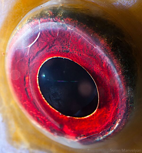 Макроснимок глаза рыбы рода Дискус фотографа Suren Manvelyan - Sputnik Қазақстан
