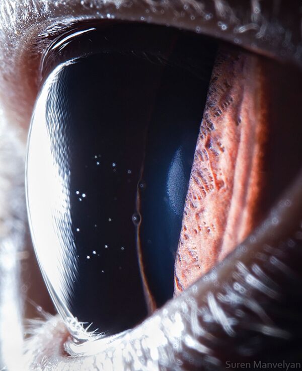 Макроснимок глаза Британской короткошерстной фотографа Suren Manvelyan - Sputnik Қазақстан