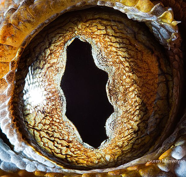 Макроснимок глаза геккона токи фотографа Suren Manvelyan - Sputnik Қазақстан