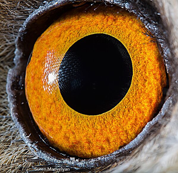 Макроснимок глаза ушастой совы фотографа Suren Manvelyan - Sputnik Қазақстан