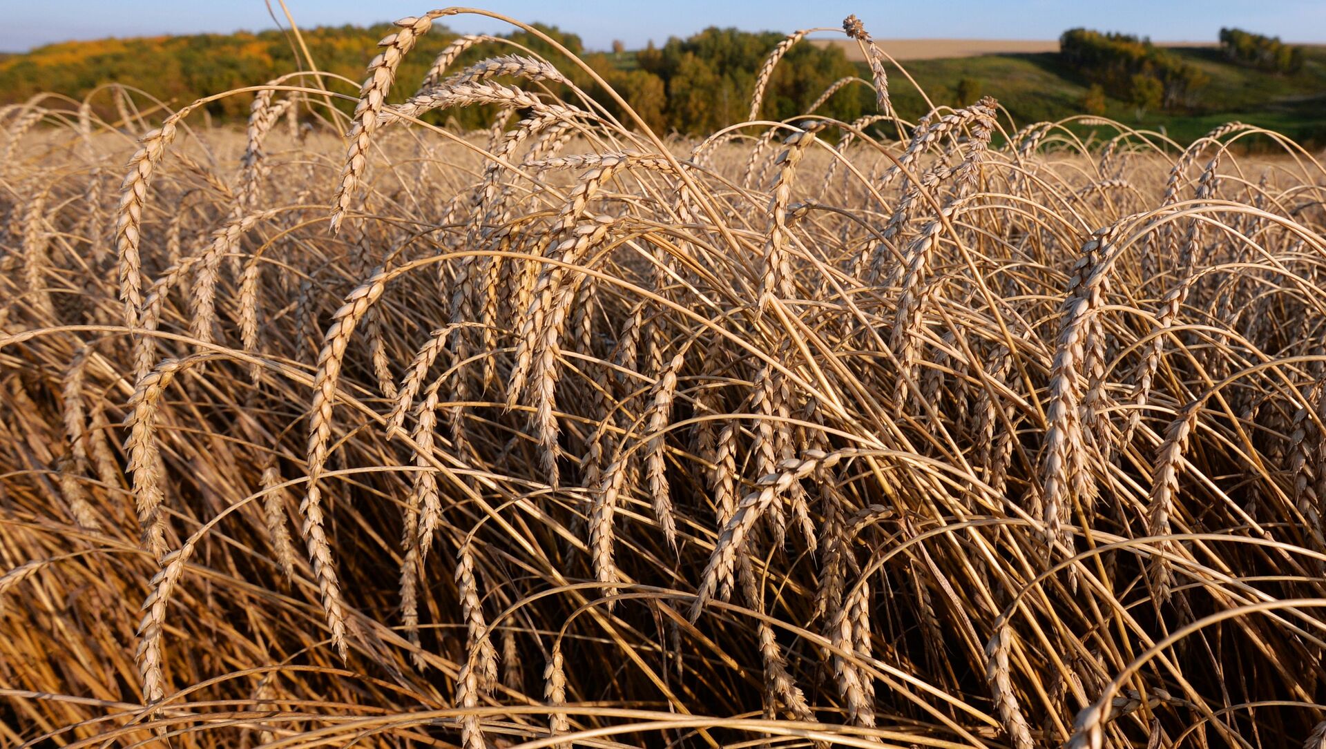 Пшеница, урожай - Sputnik Казахстан, 1920, 03.09.2021