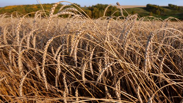 Пшеница, урожай - Sputnik Казахстан