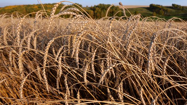 Пшеница, урожай - Sputnik Қазақстан
