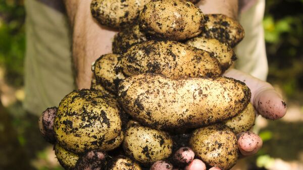 Картофель, урожай, иллюстративное фото  - Sputnik Казахстан