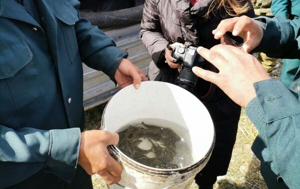 Баянаульские озера зарыбляют карпом: рыба спасет водоемы от ила Баянаульские озера зарыбляют карпом: рыба спасет водоемы от ила - Sputnik Казахстан