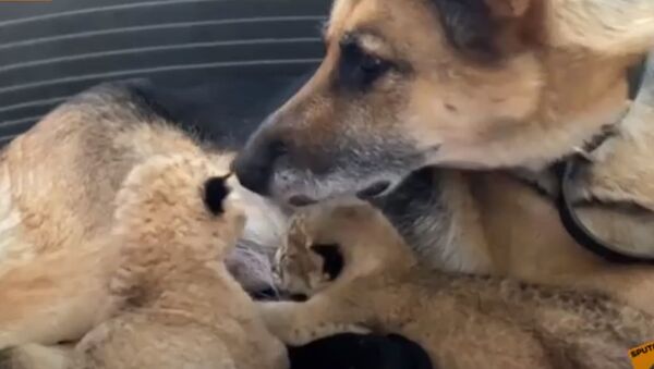 Подкидыши: немецкая овчарка усыновила двух львят - видео - Sputnik Казахстан