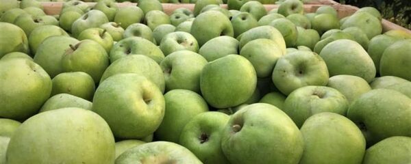 Урожай яблок  - Sputnik Казахстан