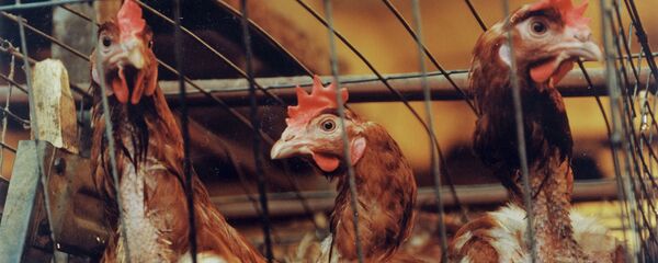 Куры на птицефабрике  - Sputnik Казахстан