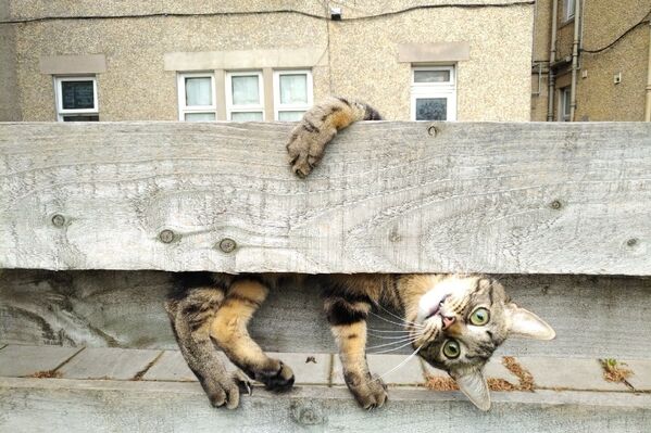 Снимок Why are you upside down Mum? британского фотографа Malgorzata Russell, ставший финалистом конкурса Mars Petcare Comedy Pet Photography Awards - Sputnik Казахстан