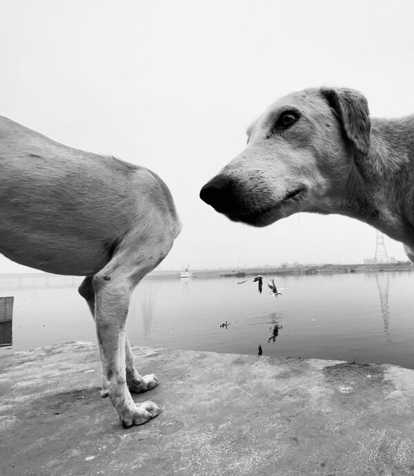 Снимок ohhhhhhh британского фотографа Dimpy Bhalotia, ставший финалистом конкурса Mars Petcare Comedy Pet Photography Awards  - Sputnik Казахстан