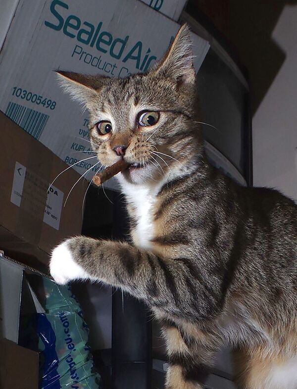 Снимок The guilty kitten британского фотографа Iain Mcconnell, ставший финалистом конкурса Mars Petcare Comedy Pet Photography Awards  - Sputnik Казахстан