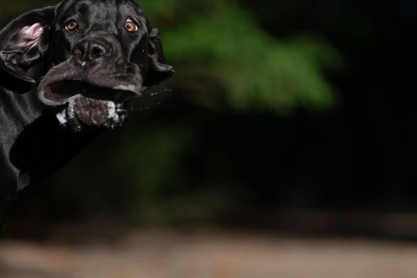 Снимок Shocked mastiff немецкого фотографа Annett Mirsberger, ставший финалистом конкурса Mars Petcare Comedy Pet Photography Awards  - Sputnik Казахстан