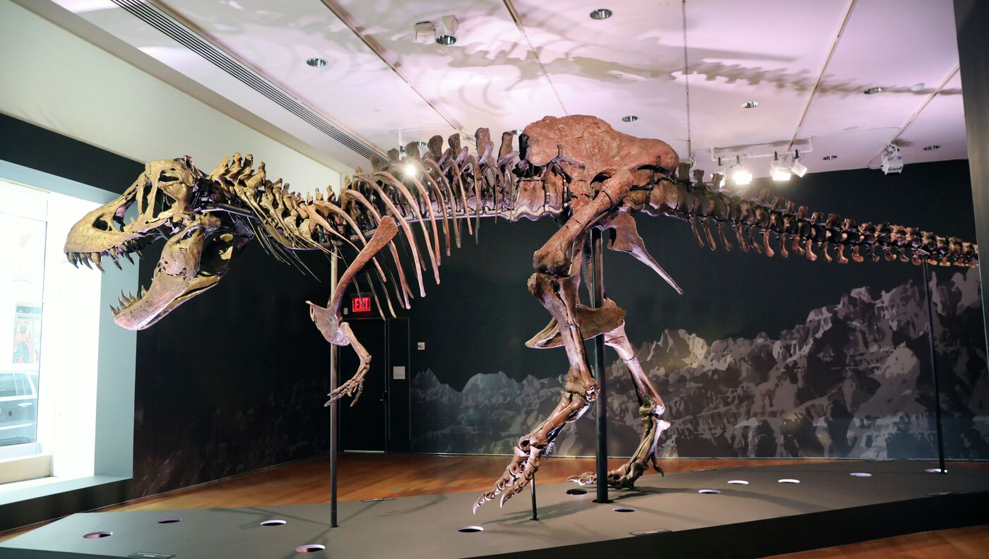 Скелет динозавра по имени Стэн продали на аукционе за рекордные $31,8  миллиона - 07.10.2020, Sputnik Казахстан