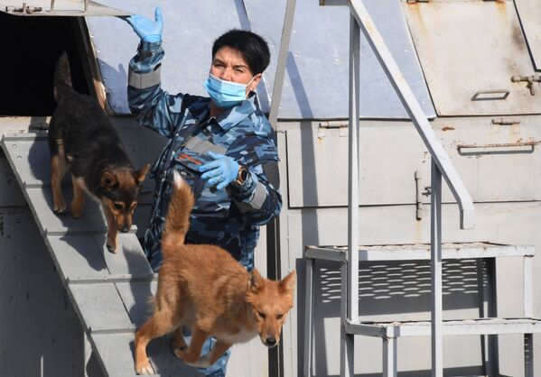 Кинолог во время занятий со служебными собаками породы шалайка кинологического подразделения авиакомпании Аэрофлот в аэропорту Шереметьево - Sputnik Казахстан
