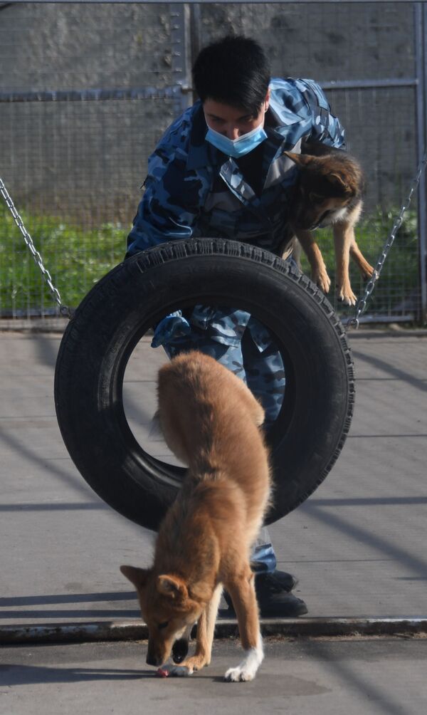 Тренировка служебных собак по выявлению новой коронавирусной инфекции - Sputnik Казахстан