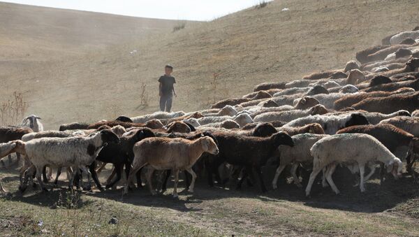 Ребенок присматривает за пасущимися овцами  - Sputnik Казахстан