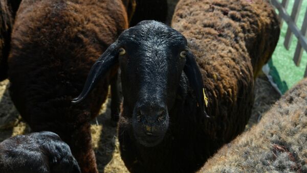 Овцы, животноводство, иллюстративное фото  - Sputnik Казахстан