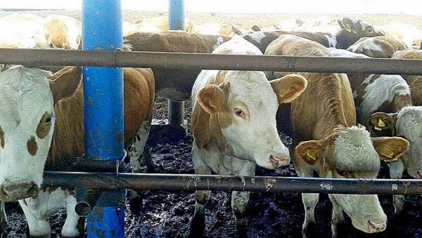 Коровы на ферме, иллюстративное фото  - Sputnik Қазақстан
