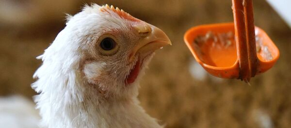 Курица, птицефабрика - Sputnik Казахстан