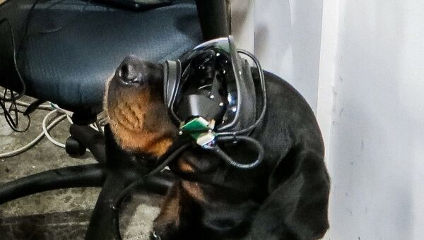 Американская компания разработала AR-очки для собак - Sputnik Казахстан