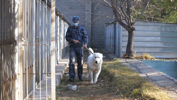 Тобетов дрессируют в полиции Нур-Султана - Sputnik Казахстан