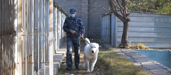Тобетов дрессируют в полиции Нур-Султана - Sputnik Казахстан